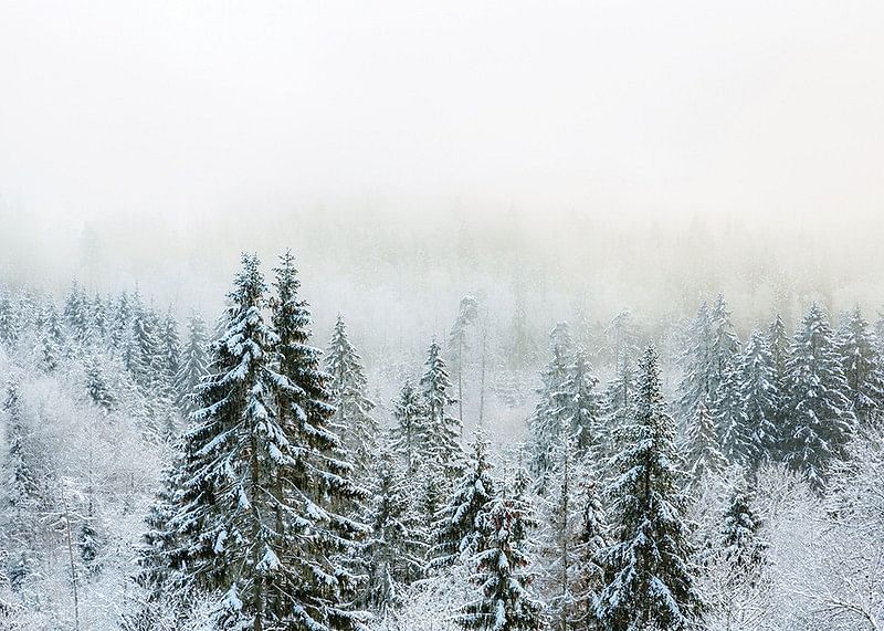 Snow Covered Forest-12