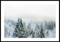 Photograph of snow-covered fir trees in foggy winter landscape-0