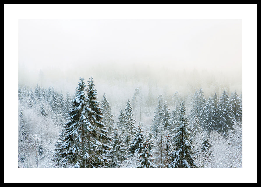 Photograph of snow-covered fir trees in foggy winter landscape-12