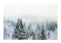 Photograph of snow-covered fir trees in foggy winter landscape-1