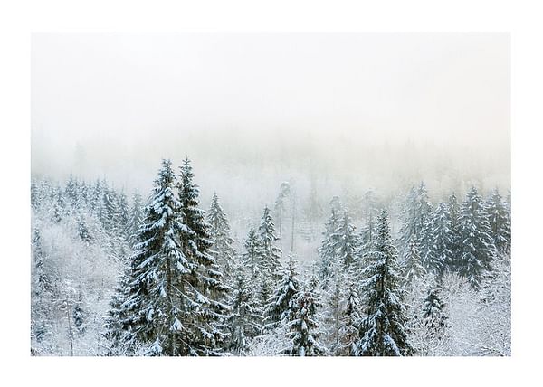 Plagát Snow Covered Forest