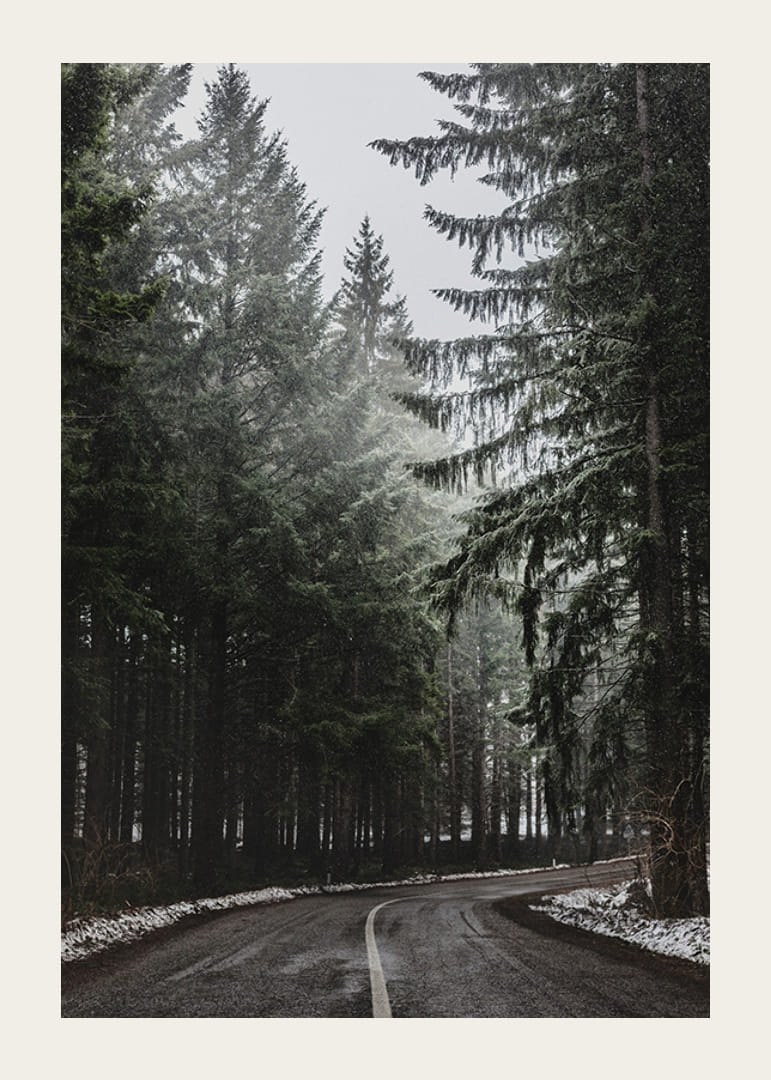 Photograph of winding road in spruce forest with snow on the ground-12