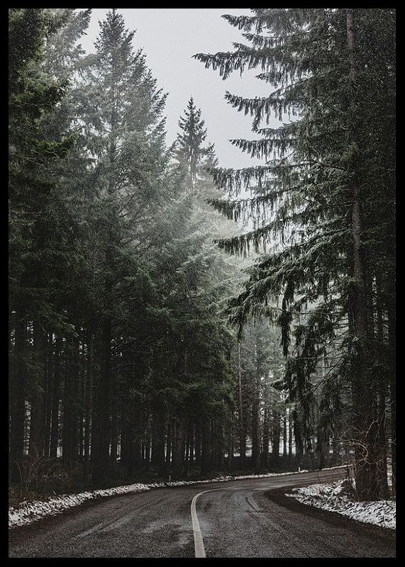 Deep Forest Road-12