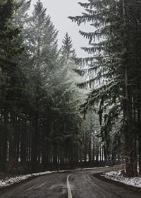 Fotografia kľukatej cesty v smrekovom lese so snehom na zemi-7