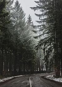 Deep Forest Road-3