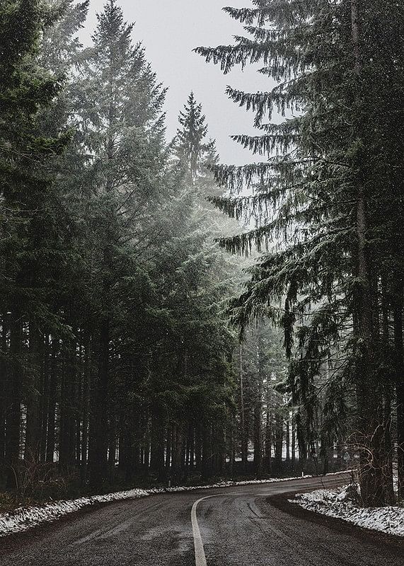 Deep Forest Road-12