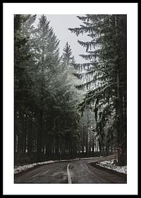 Deep Forest Road-0