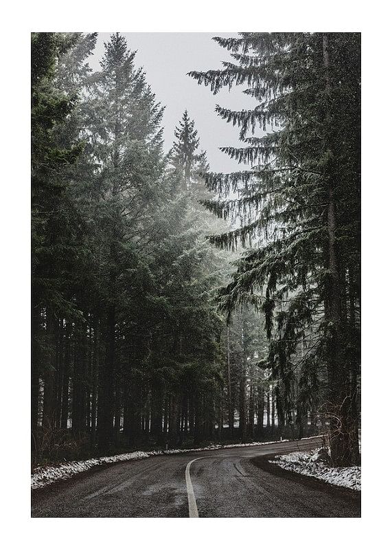 Deep Forest Road-12