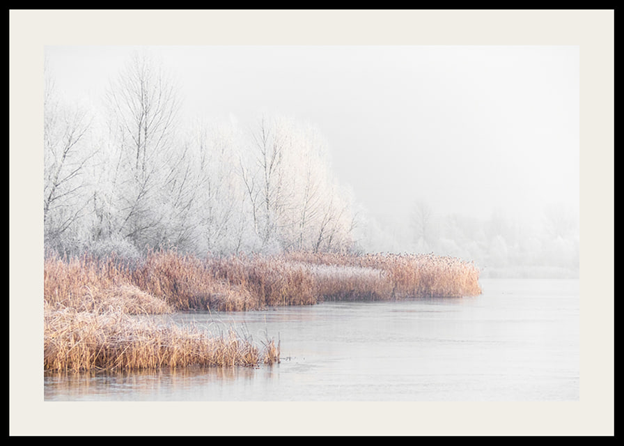 Photograph of frost-covered trees and reeds by a lake in winter mist-12