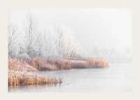 Photograph of frost-covered trees and reeds by a lake in winter mist-3