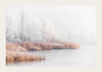 Fotografi av frostkledde trær og siv ved en innsjø i vintertåke-3