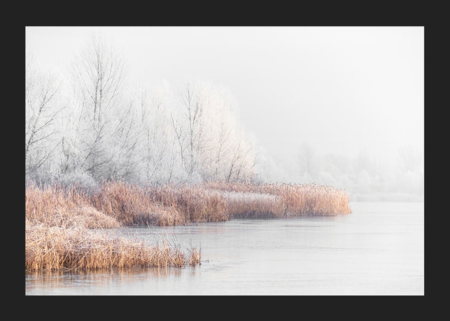 Photograph of frost-covered trees and reeds by a lake in winter mist-12