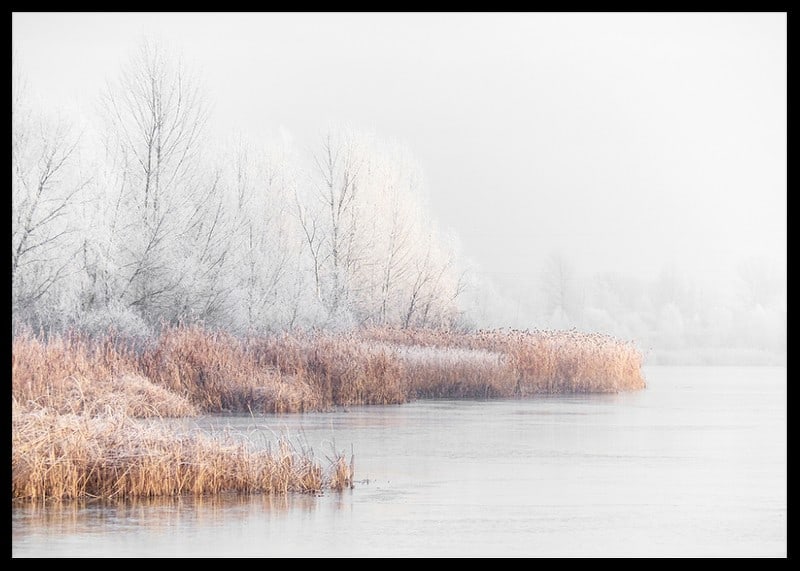 Photograph of frost-covered trees and reeds by a lake in winter mist-12