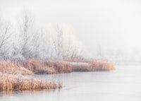 Photograph of frost-covered trees and reeds by a lake in winter mist-7