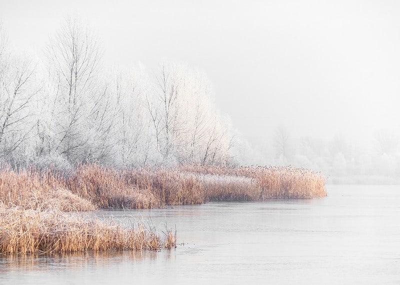 Photograph of frost-covered trees and reeds by a lake in winter mist-12