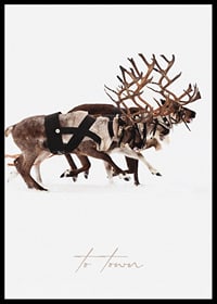 Two illustrated reindeer with harness against white background-0