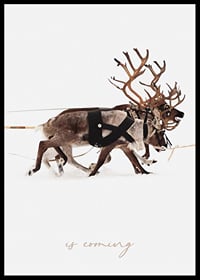 Two reindeer in harness on a snow-covered white background, photography-0