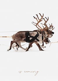 Two reindeer in harness on a snow-covered white background, photography-1