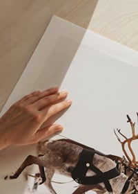 Two reindeer in harness on a snow-covered white background, photography-3