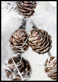 Close-up of brown fir cones with snow on white background-6