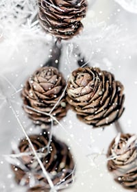 Close-up of brown fir cones with snow on white background-7