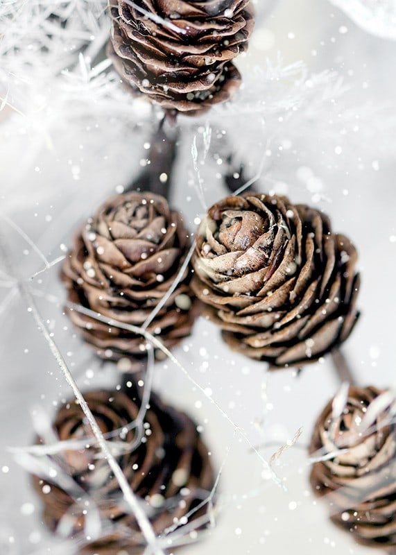 Close-up of brown fir cones with snow on white background-12