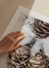 Close-up of brown fir cones with snow on white background-9