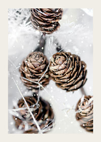 Close-up of brown fir cones with snow on white background-3