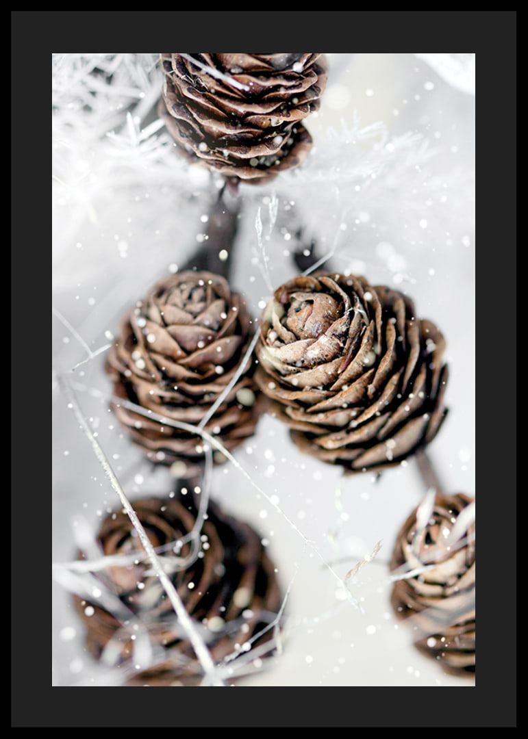Close-up of brown fir cones with snow on white background-12