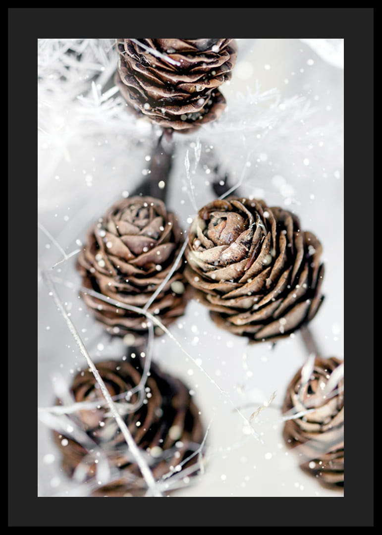 Primer plano de piñas de abeto marrones con nieve sobre fondo blanco-12