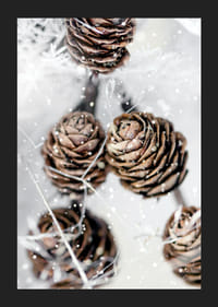 Primer plano de piñas de abeto marrones con nieve sobre fondo blanco-5