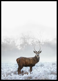 Fotografisk hjort med horn på frostig äng, dimmig bakgrund-6