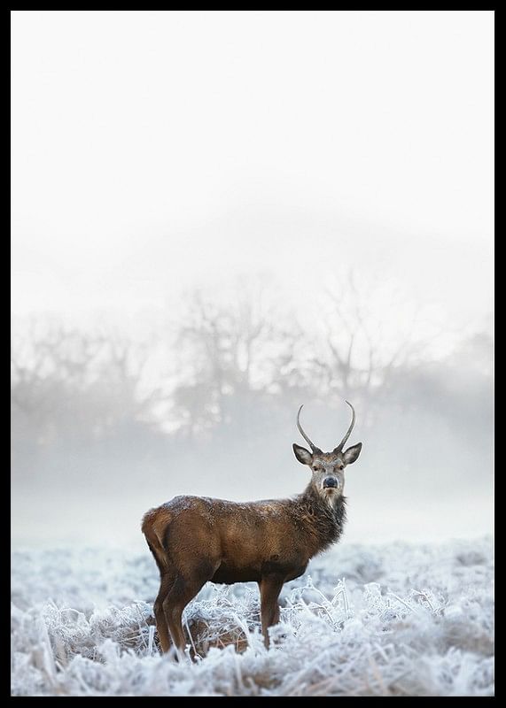 Deer In Field-12