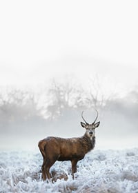 Fotografisk hjort med horn på frostig äng, dimmig bakgrund-7