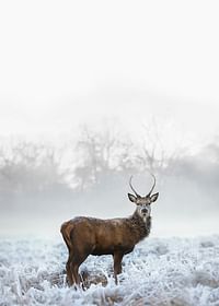 Deer In Field-3