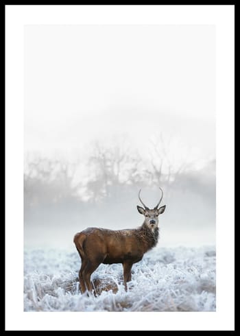 Poster Deer In Field