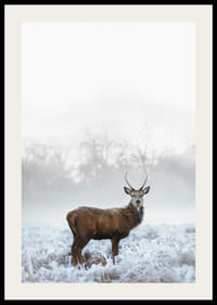 Fotografický jeleň s parohmi na mrazivej lúke, hmlisté pozadie-2