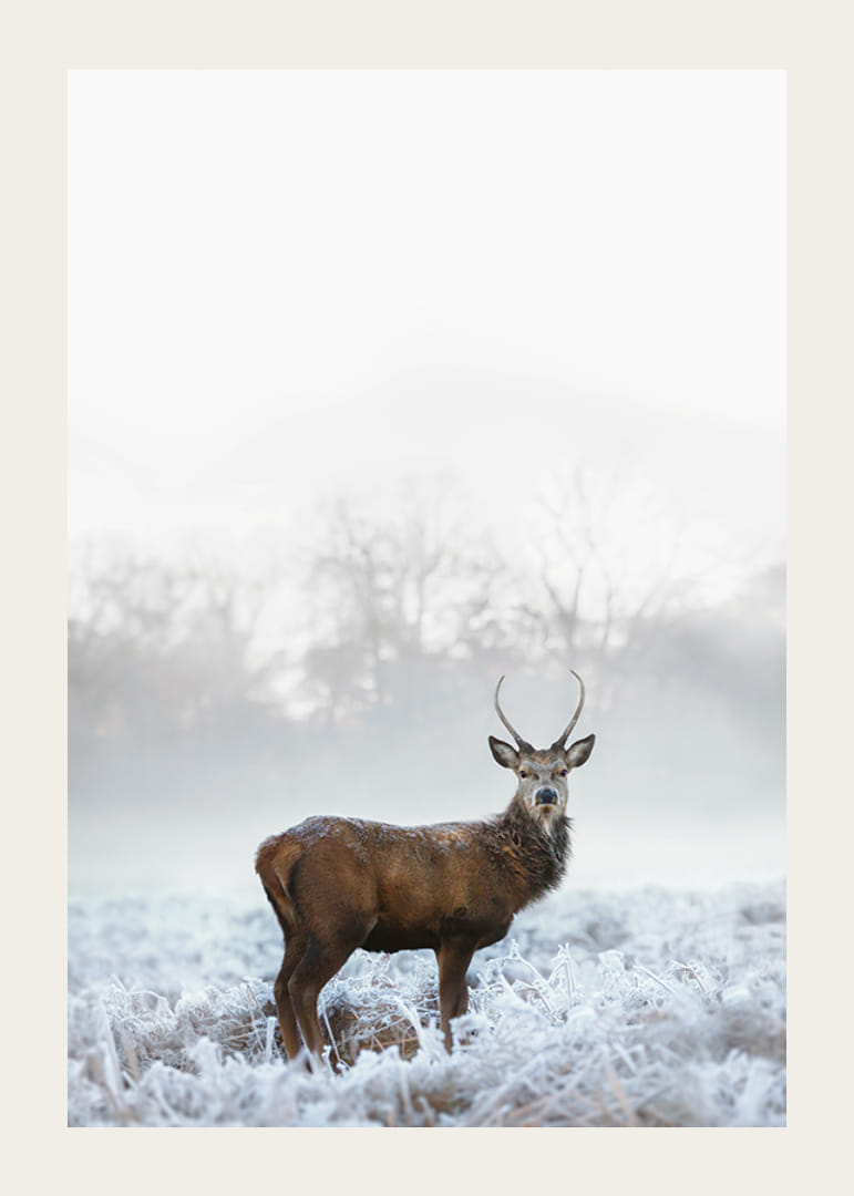 Fotografický jeleň s parohmi na mrazivej lúke, hmlisté pozadie-12