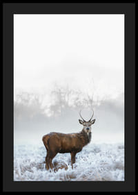 Fotografický jeleň s parohmi na mrazivej lúke, hmlisté pozadie-4