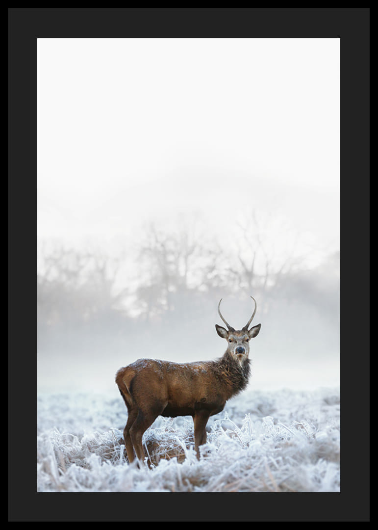 Fotografický jeleň s parohmi na mrazivej lúke, hmlisté pozadie-12
