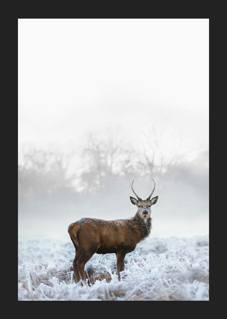 Fotografický jeleň s parohmi na mrazivej lúke, hmlisté pozadie-12
