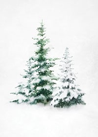 Aquarell von drei schneebedeckten Tannen auf hellem Hintergrund-7
