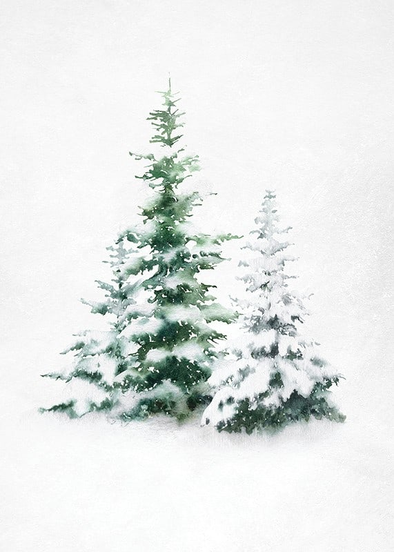 Aquarell von drei schneebedeckten Tannen auf hellem Hintergrund-12