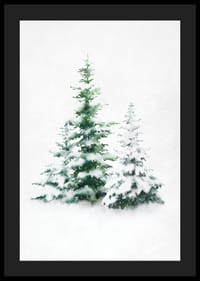 Watercolor of three snow-covered fir trees on light background-4