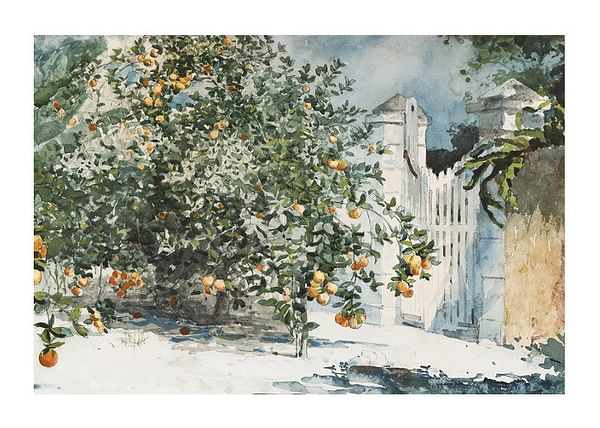 Plagát Orange Trees And Gate By Winslow Homer