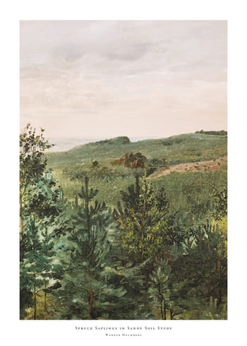 Poster Spruce Saplings in Sandy Soil Study By Werner Holmberg