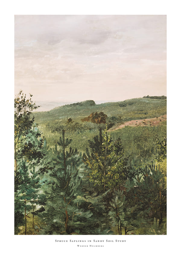 Plakatas Spruce Saplings in Sandy Soil Study By Werner Holmberg