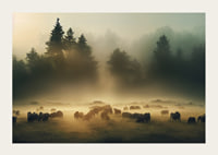 Sheep grazing in morning fog on meadow in front of dark fir trees-3