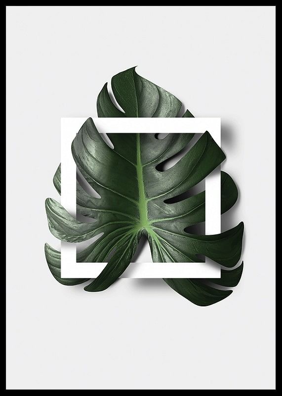Monstera Boxed-12