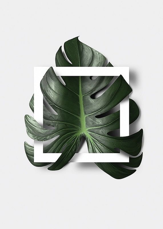 Monstera Boxed-12